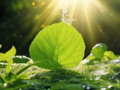 光合作用中的氧气